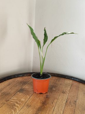 Spathiphyllum Diamond cupido / Lopatkovec albo #2
