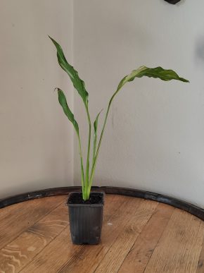 Spathiphyllum Diamond cupido / Lopatkovec albo #6