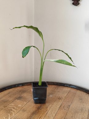 Spathiphyllum Diamond cupido / Lopatkovec albo #7