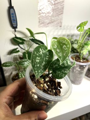 Scindapsus Pictus 🌿