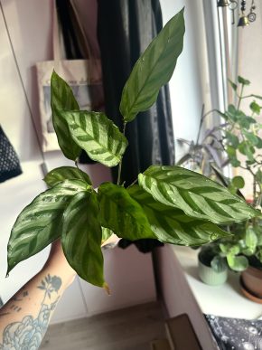 Calathea Freddie 🌿
