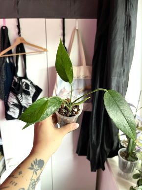 Epipremnum Pinnatum Albo variegata 🌿