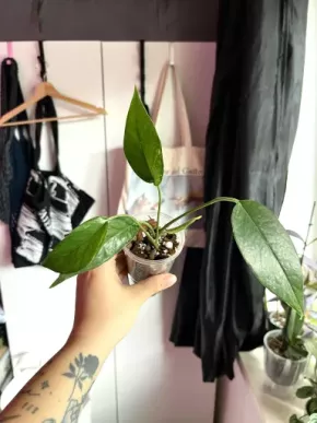 Epipremnum Pinnatum Albo variegata 🌿