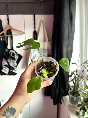 Rhaphidophora Tetrasperma 🌿