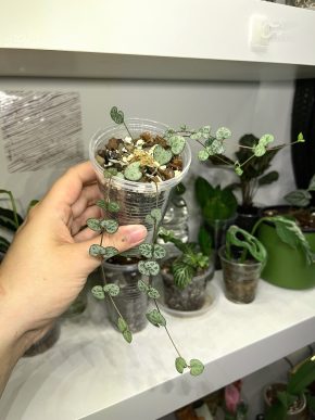 Ceropegia Woodii 🌿