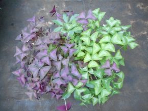 Oxalis