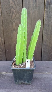 Stapelia grandiflora 1