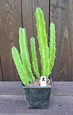 Stapelia grandiflora 2