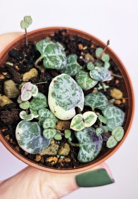 2 v 1. Ceropegia woodii + woodii Albo