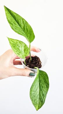 Epipremnum marble queen