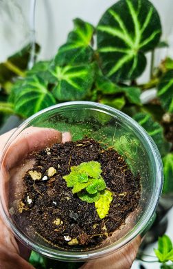 Begonia soli-mutata