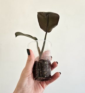 Philodendron black cardinal