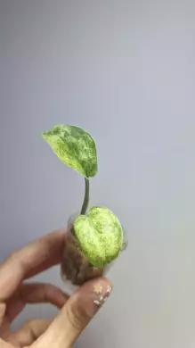 Scindapsus Jade Satin Marble