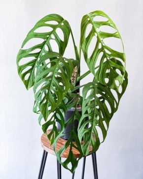 Monstera Esqueleto