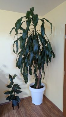 Dracena