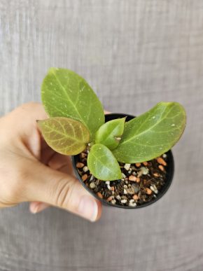 Hoya 'Sunrise'