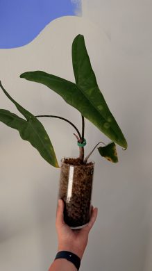 Alocasie zebria