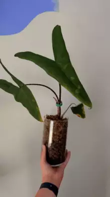 Alocasie zebria