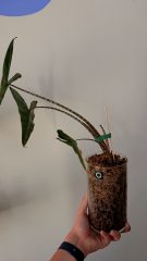 IMG_3887.jpeg
