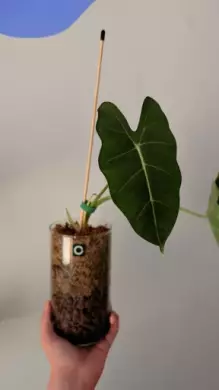 Alocasia frydek