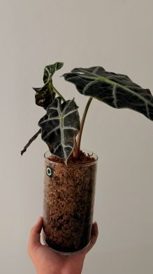 Alocasia polly