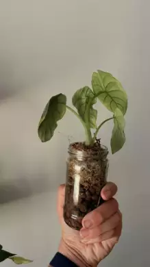 Alocasia dragon