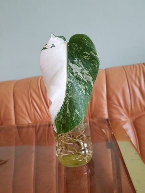 Monstera albo variegata - bohatě kořenící řízek