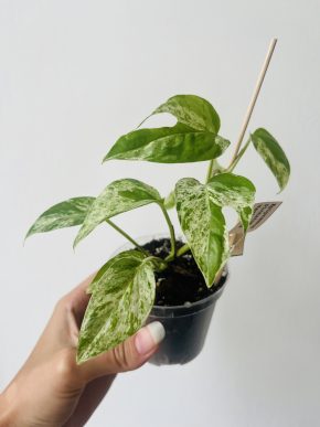 Epipremnum Pinnatum Variegata