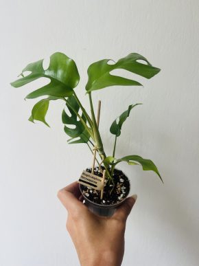 Rhaphidophora Tetrasperma - revert z RT Aurea