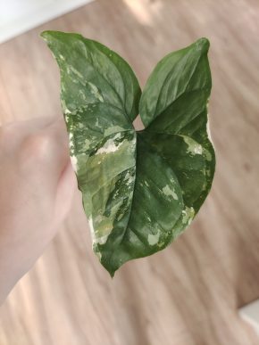 Syngonium Albo var.