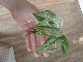 Monstera albo adansonii řízek