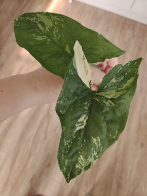 Syngonium Albo var.