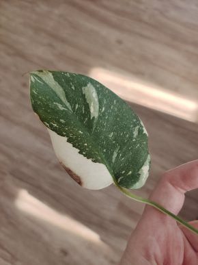Monstera Thai Constellation řízek