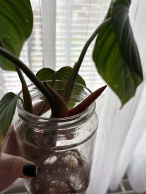 Philodendron El Choco red