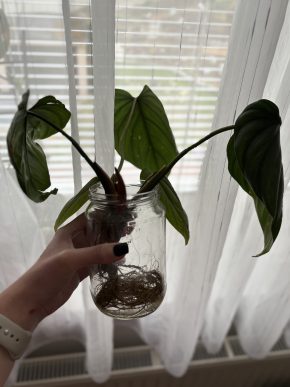 Philodendron El Choco red