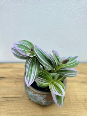 Tradescantia Nanouk
