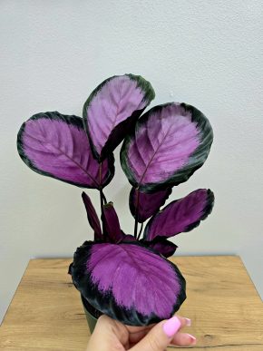 Calathea Roseopicta Crimson