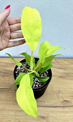 Philodendron Malay Gold