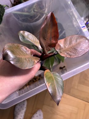 Philodendron Black Cardinal var.