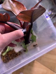 IMG_9180.jpeg