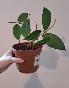 Hoya Carnosa - Voskovka