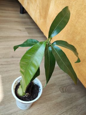Mango 🥭