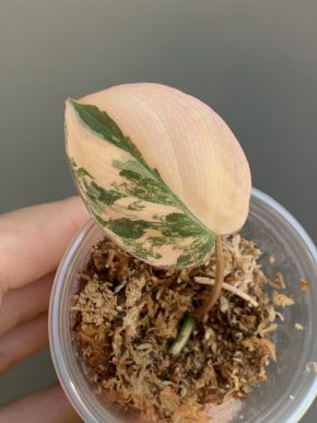 Philodendron micans Aurea variegata