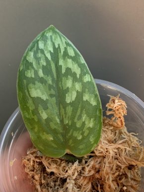 Scindapsus Gold Specks tricolor