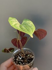 IMG_4094.jpeg