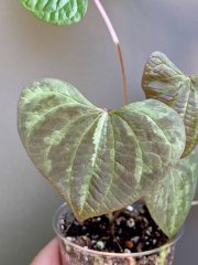IMG_4096.jpeg