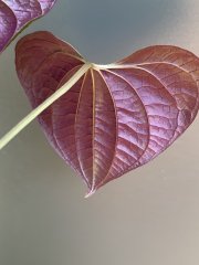 IMG_4097.jpeg