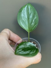 IMG_4100.jpeg