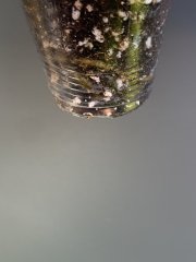 IMG_4101.jpeg