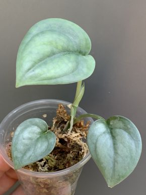 Scindapsus platinum Indonesian Form